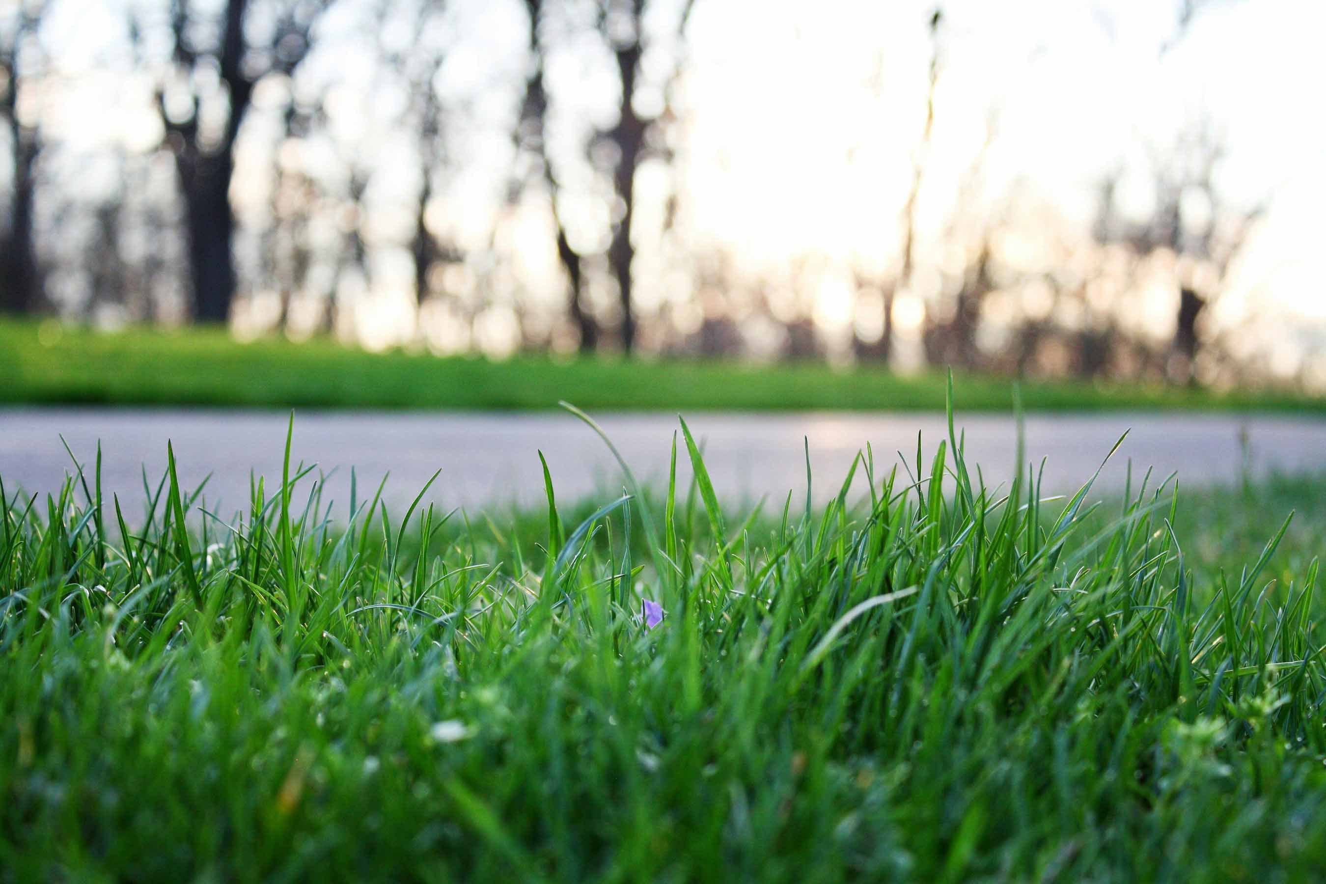 Pelouse verdoyante avec une allée et des arbres au coucher du soleil, mettant en avant un service professionnel de gestion et d’entretien des espaces verts à Genève par Alfredo Services.