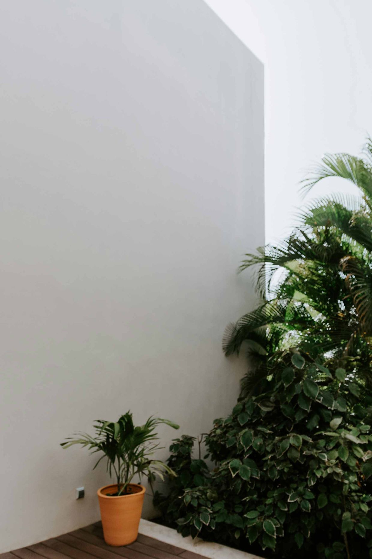 Plantes en pot et végétation bien entretenue, représentant un service de conciergerie et d’entretien des espaces à Genève par Alfredo Services.